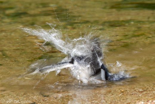 Bird Bathing