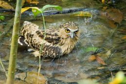 Bathing Owl