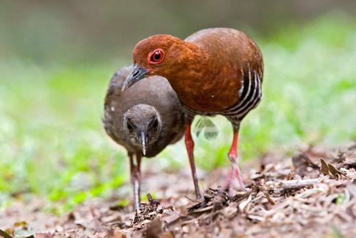 Figure 14. Adult and juvenile Red-legged Crake. Photo by Eric Tan ©