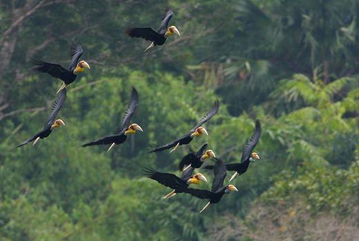 great hornbill flying in groups