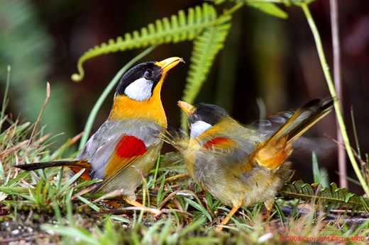 silver eared mesia