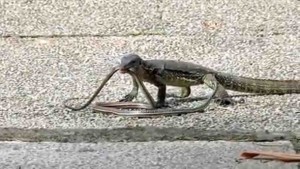 Malayan Water Monitor Battles A Snake Bird Ecology Study Group