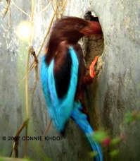 do kingfishers eat seeds