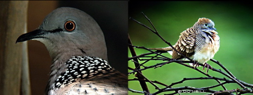 dove varieties