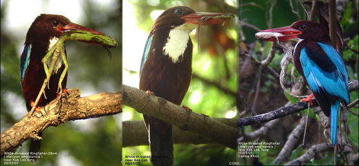 do kingfishers eat seeds