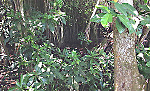 1-mangrove-pitta.jpg