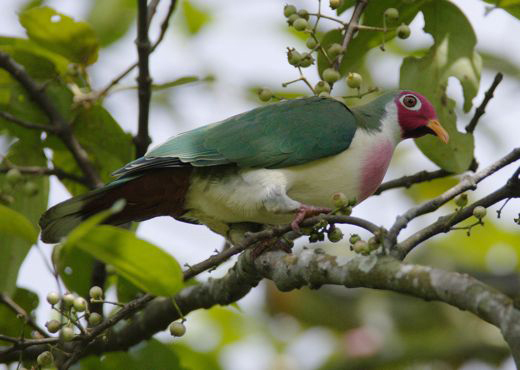 jambu fruit dove