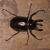 beetle-pilai.jpg