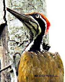 image-7-greater-flameback-side-view-male.jpg