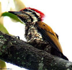 image-8-common-flameback-side-view-male.jpg