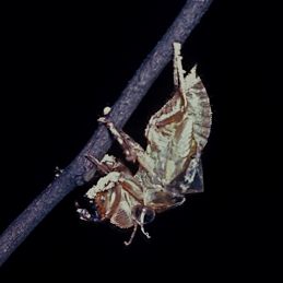 cicada-cast-0183-2.jpg