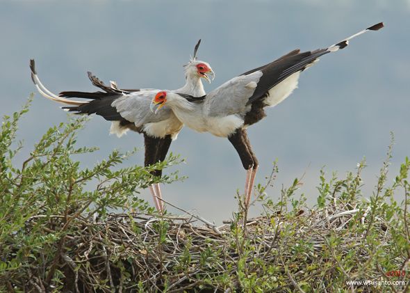 Courtship display of the Secretarybird – Bird Ecology Study Group
