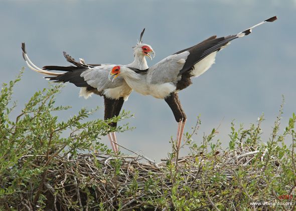 Bird Mating Display