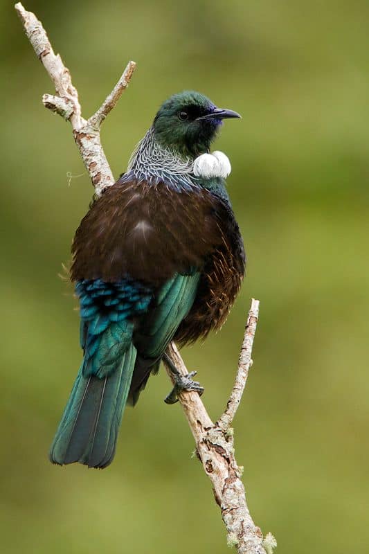 Tui singing