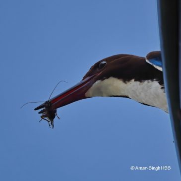 White-throated Kingfisher – with prey
