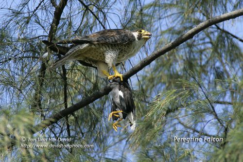 Peregrine Falcon feasting on a White-vented Myna