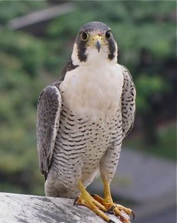 Peregrine Falcon in urban locations