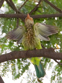 Comfort behaviour of the Lineated Barbet
