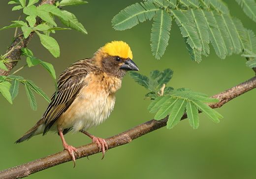 Male Baya Weaver Attracting Female Bird In Nesting Colony Stock Photo -  Download Image Now - iStock