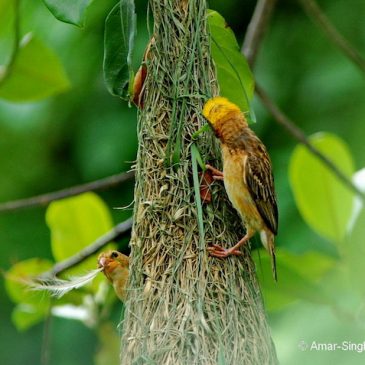Baya Weaver – Do females assist in nest building?