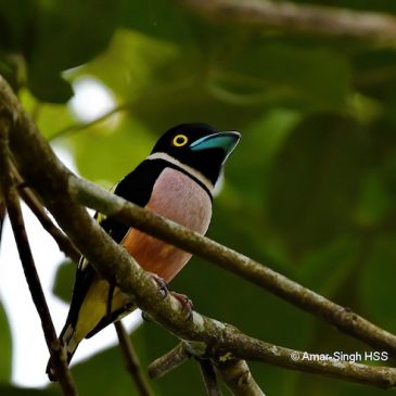 A pair of Black-and-yellow Broadbill