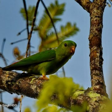 Blue-crowned Hanging Parrot – a family