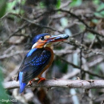 Blue-eared Kingfisher – immature bird breeding