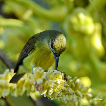 Brown-throated Sunbird – nectar feeding