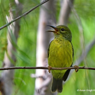 Brown-throated Sunbird – vocal interaction