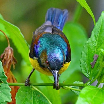 A close look at the Brown-throated Sunbird