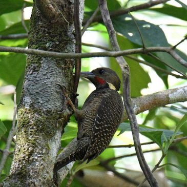 Buff-necked Woodpecker – drumming
