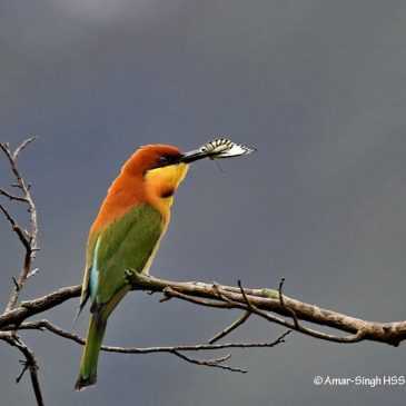 Chestnut-headed Bee-eater – prey