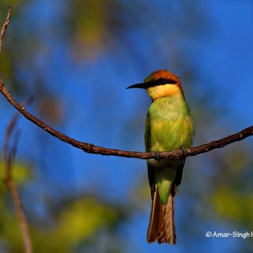 Chestnut-headed Bee-eater – juveniles