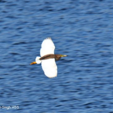 Chinese Pond-heron – rare visitor