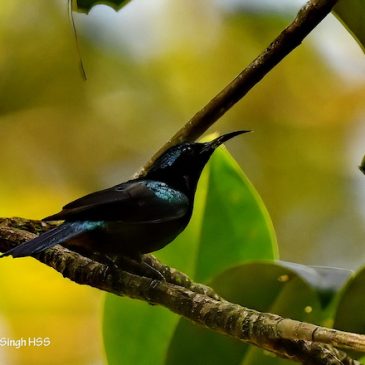 Copper-throated Sunbird – mangrove forest