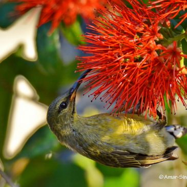 Crimson Sunbird – new food sources