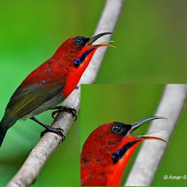 Crimson Sunbird – tongue