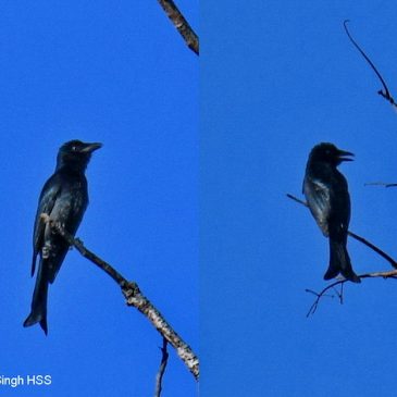Drongo for ID (especially from the song)