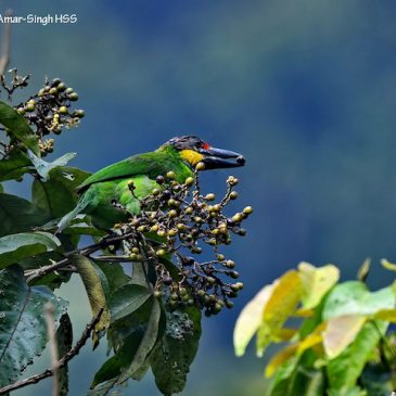 The Malayan Teak – an important bird tree