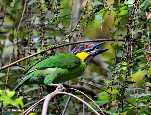 Gold-whiskered Barbet – food sources - Bird Ecology Study Group