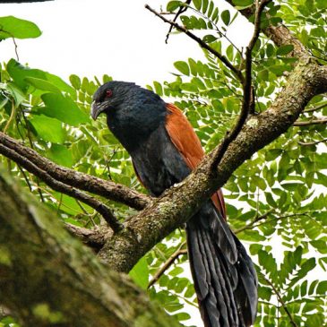 Greater Coucal – call details