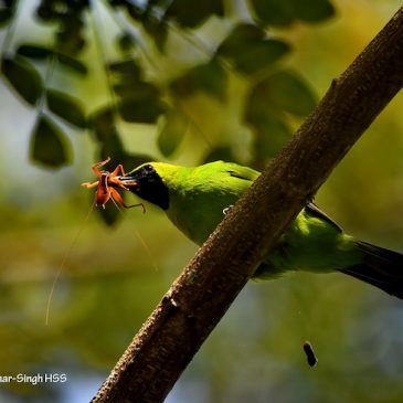 Greater Green Leafbird – male with prey