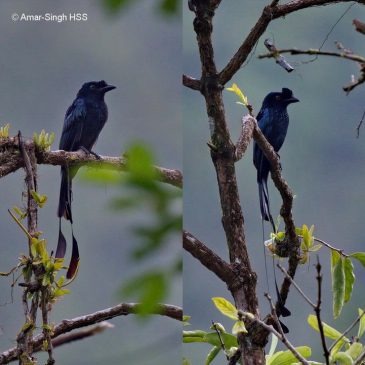 Greater Racket-tailed Drongo – immature vs adult and calls