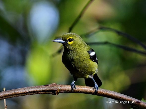 Green Iora - Bird Ecology Study Group