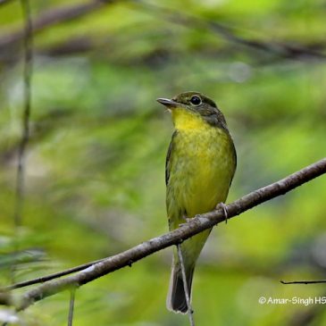 Green-backed Flycatcher – first winter female