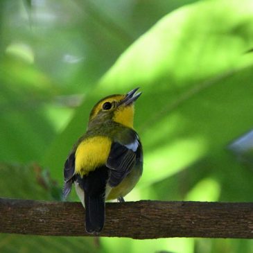 Green-backed Flycatcher – song/calls
