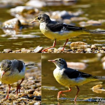 Grey Wagtail – aberrant bare parts