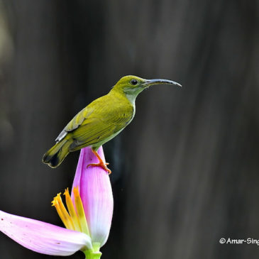 Grey-breasted Spiderhunter  – food sources