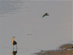 Striated Heron Defending its Fishing Ground