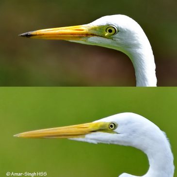 Intermediate Egret vs Great Egret